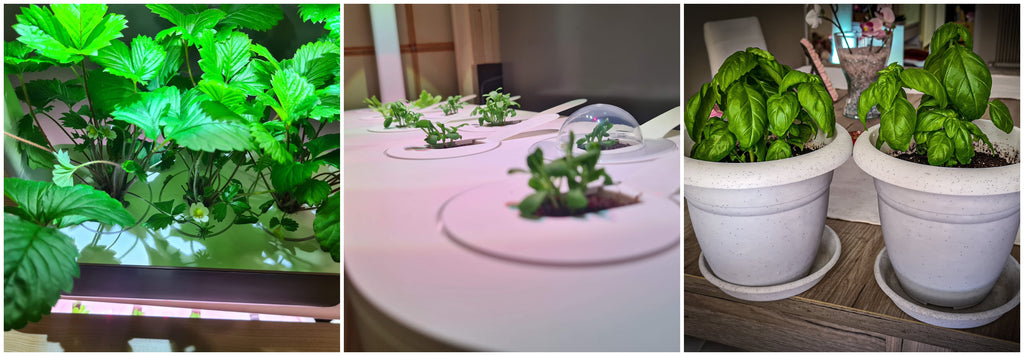 Collage of plants grown in Click and Grow smart gardens.