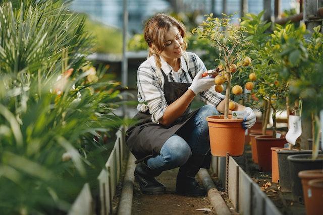 Woman gardening in a greenhouse.