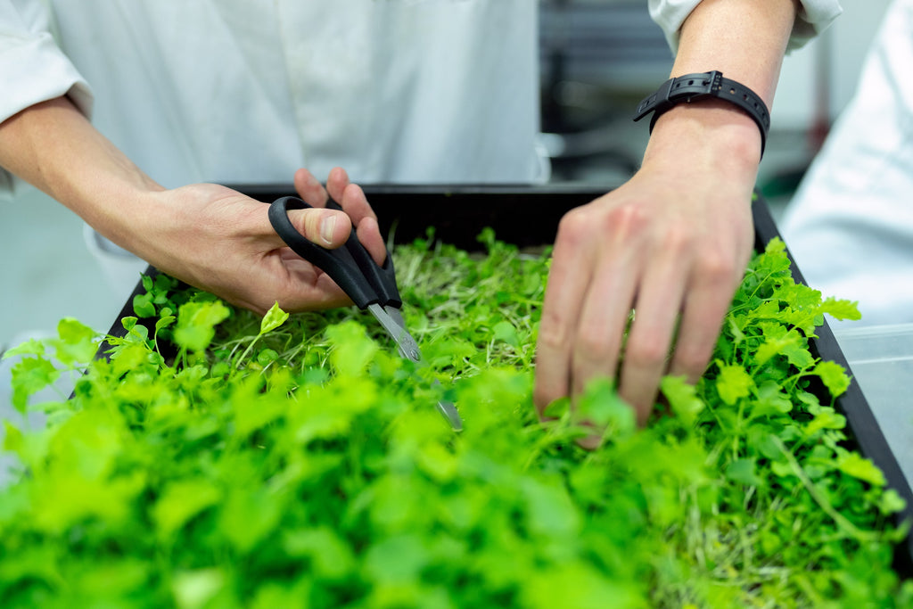 Person harvesting microgreens with scissors.