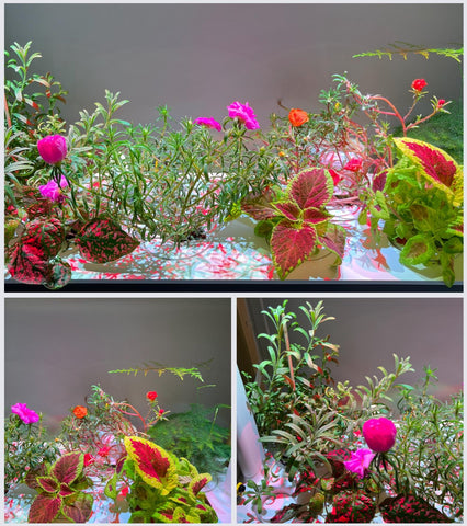 Plant collage