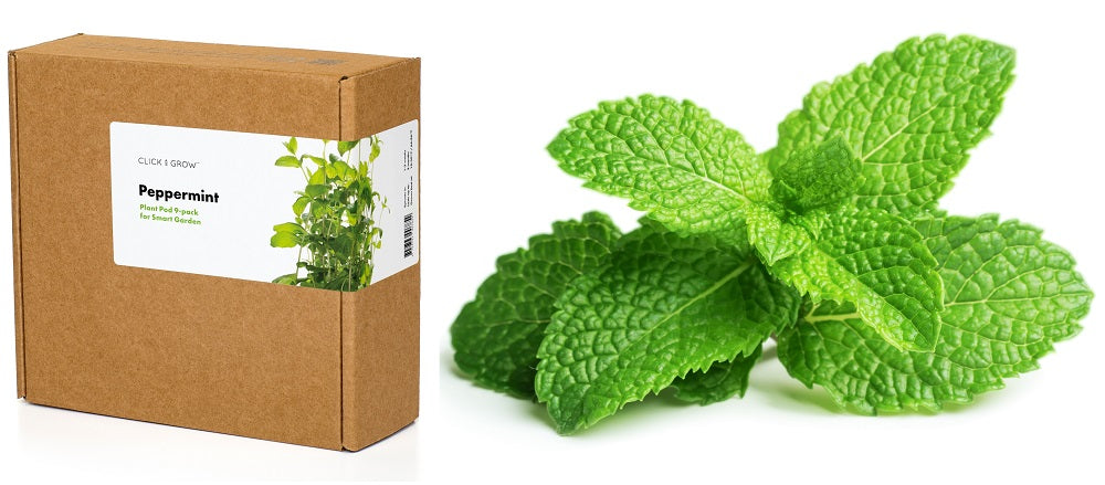 Click & Grow peppermint packaging and plant