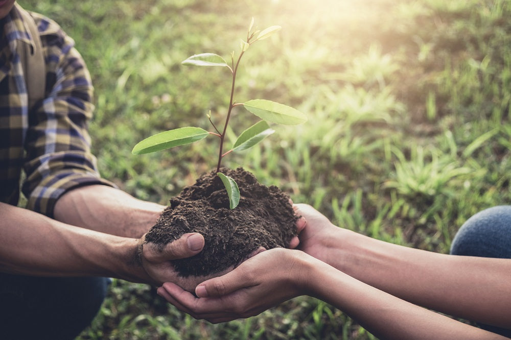Couple holding soil and a plant in the palms of their hands.