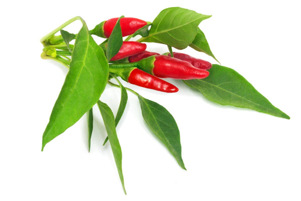Gift Ideas Indoor Spice Garden For Spicy Food Lovers Click Grow
