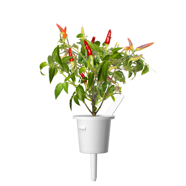 red hot chili pepper, launch, new