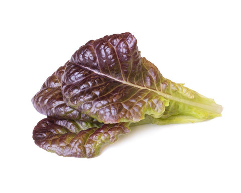 Click & Grow Red Lettuce on a white backdrop.