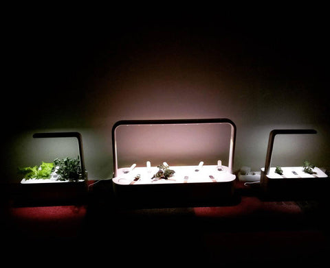 Click & Grow smart gardens glowing in a dark room.