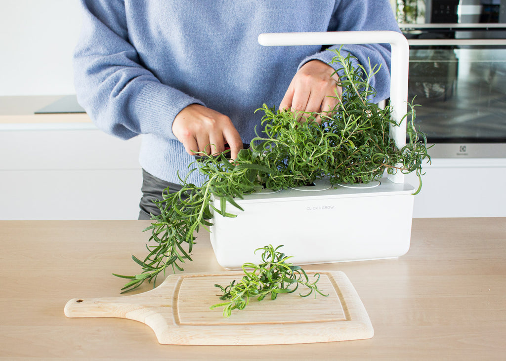 Woman harvesting rosemary from a Click & Grow Smart Garden 3