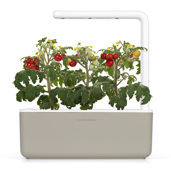 click and grow tomato plant 