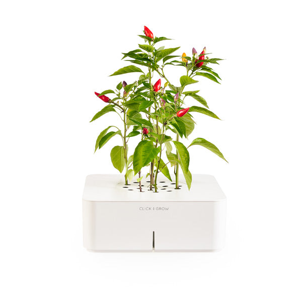 Click & Grow Chili Pepper