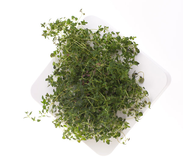 Click & Grow Thyme