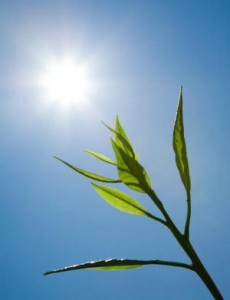 Plants & Light