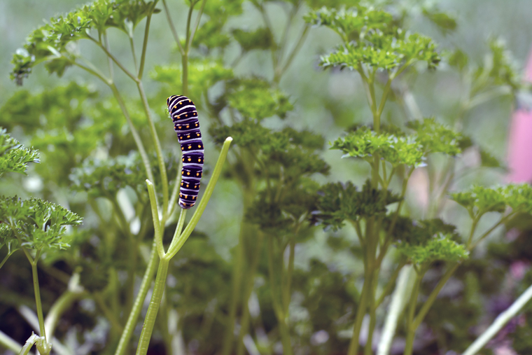 Attract butterflies with Click & Grow parsley