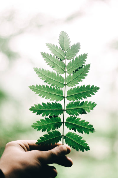 Hand holding a green plant towards the sun