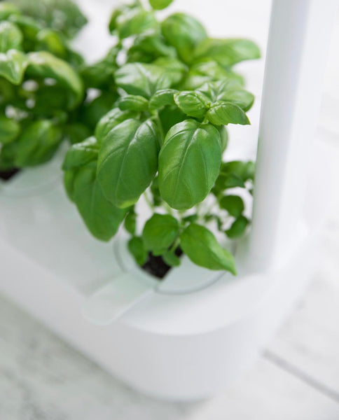 Basil growing in a Click & Grow smart indoor garden.