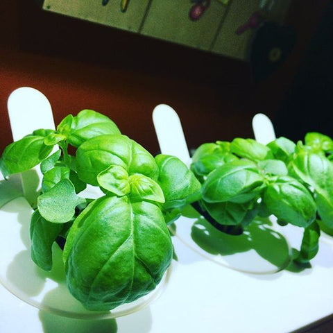 Basil growing in a Click & Grow smart indoor garden.