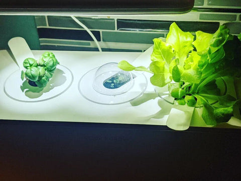 Fresh greens growing in the Click and Grow Smart Garden 3.