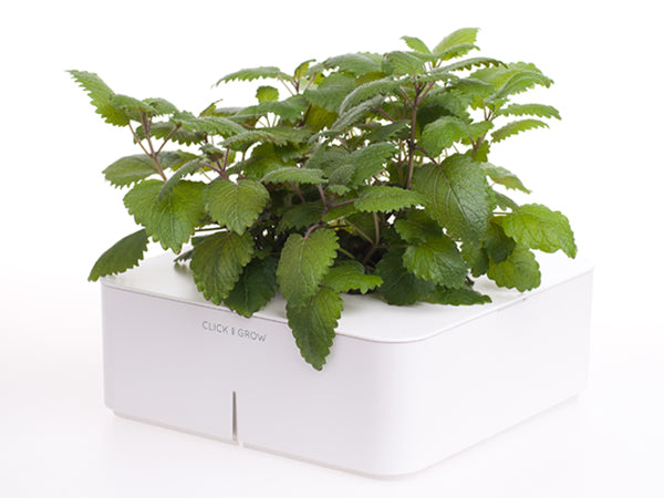 lemon balm plant