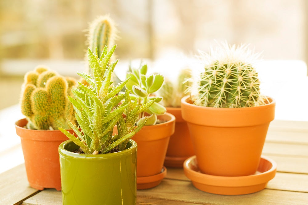 Mini cacti in colorful pots on a table.