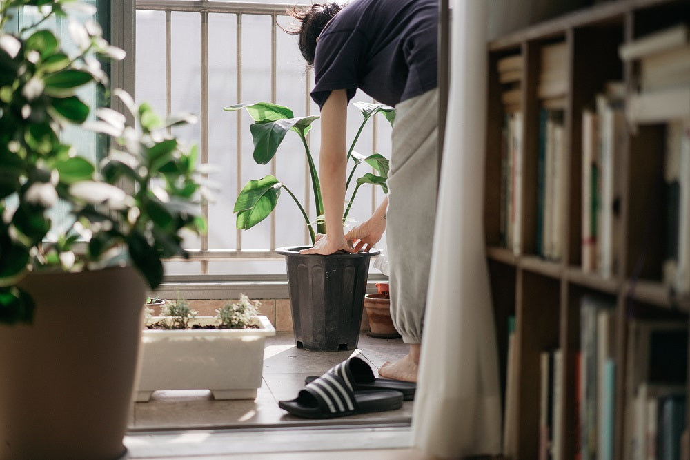 Man tending to houseplants at his home.