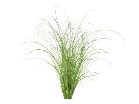 Click and Grow Ornamental Grass