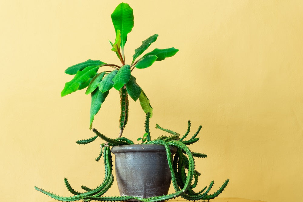 Exotic houseplant in a grey pot against a yellow backdrop.