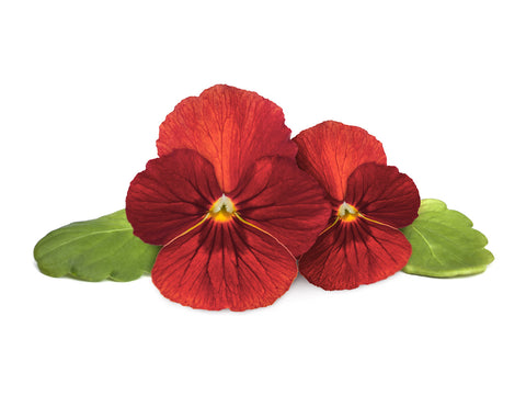 Click and Grow Red Pansy