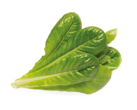 Click & Grow Romaine Lettuce on a white backdrop.