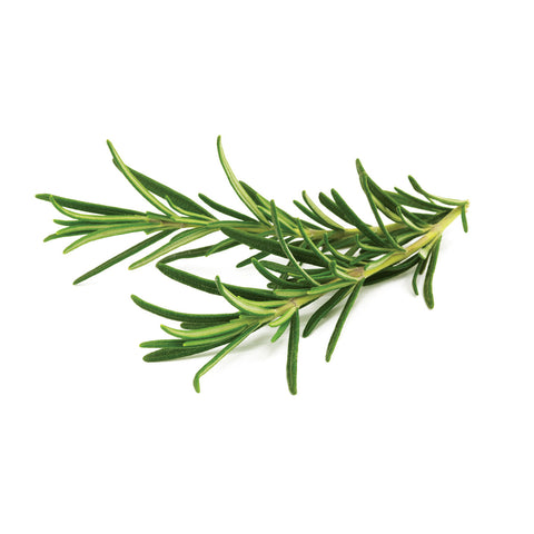 Click & Grow Rosemary against a white backdrop.