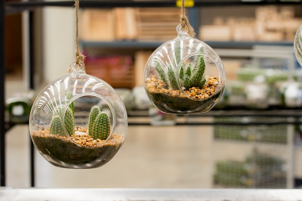 Hanging glass plant pots with cacti inside