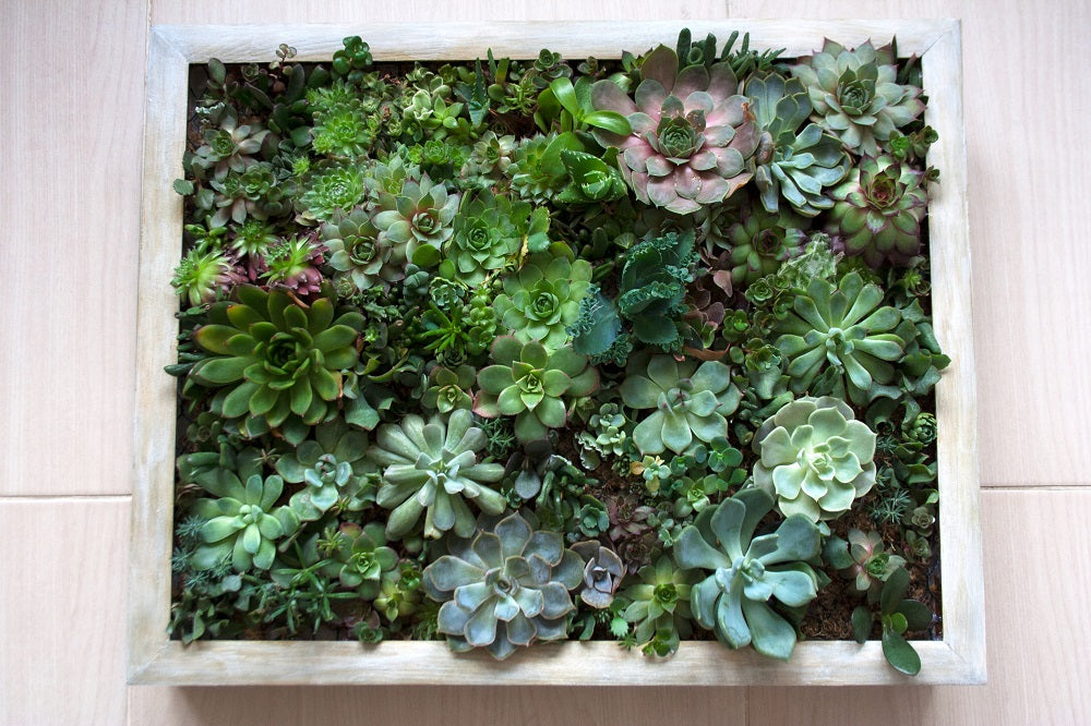 Succulent plants framed on a wall