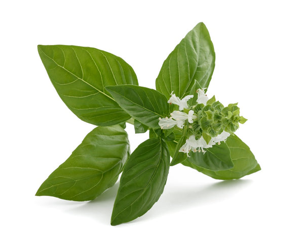 Flowering basil against a white backdrop.