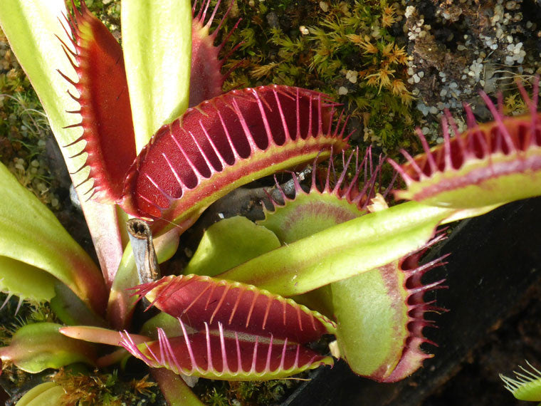 How To Grow A Venus Fly Trap Plant Indoors - The Carnivore Plant!