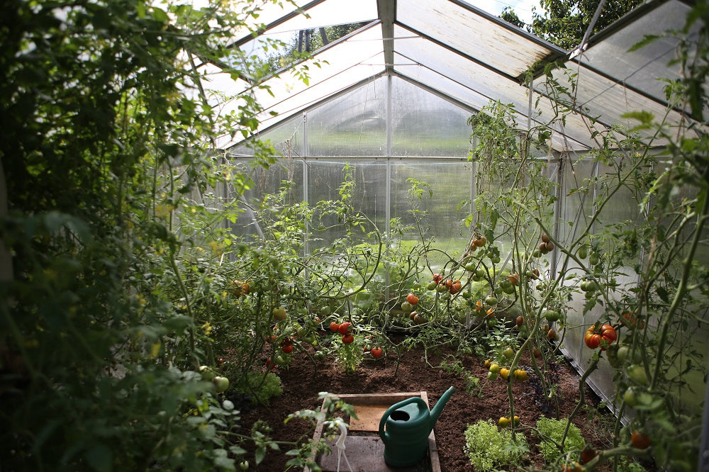 Tomatoes growing inside a greenhouse.