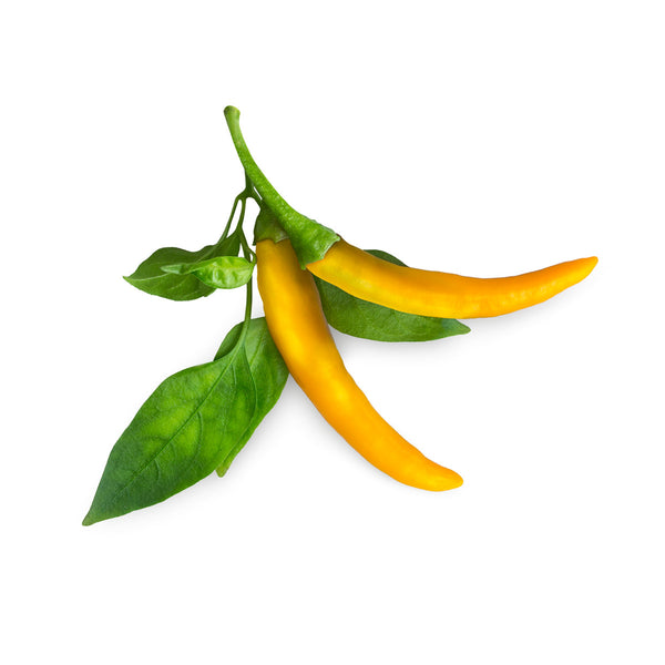 NEW PLANT LAUNCH: Yellow Chili Pepper – Click & Grow EU