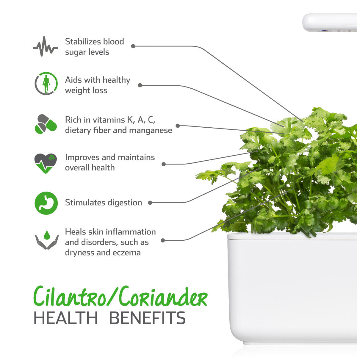 Cilantro Coriander Plant Pods Click Grow