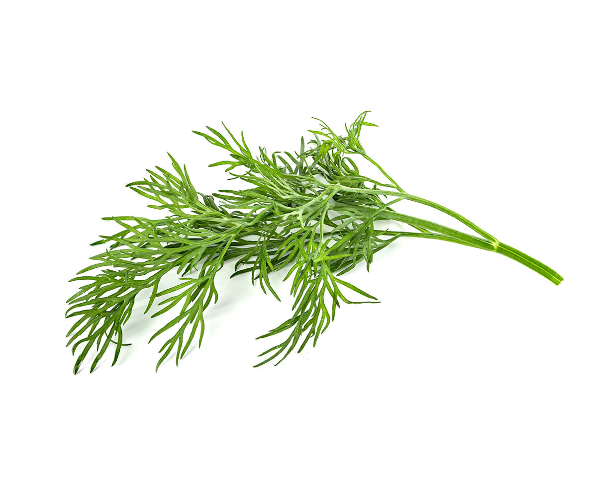Dill Plant Pods | Click Grow