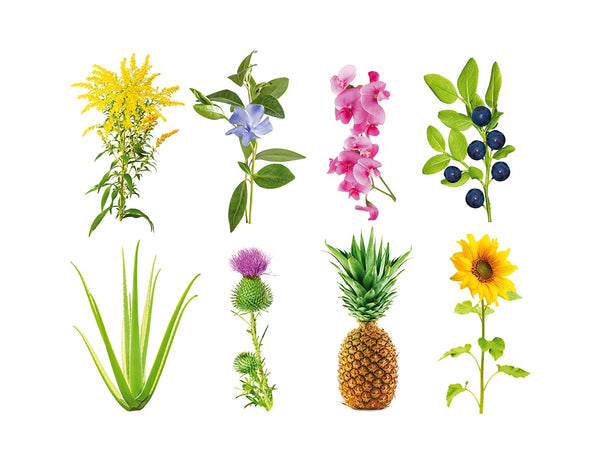 Indoor Herb Garden Kit and Refills | Click & Grow