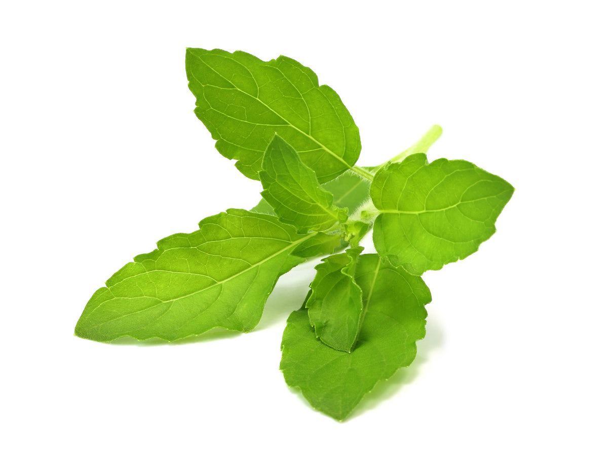 Holy Basil Click Grow Help Desk