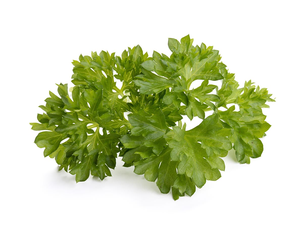Parsley Plant Pods Click Grow