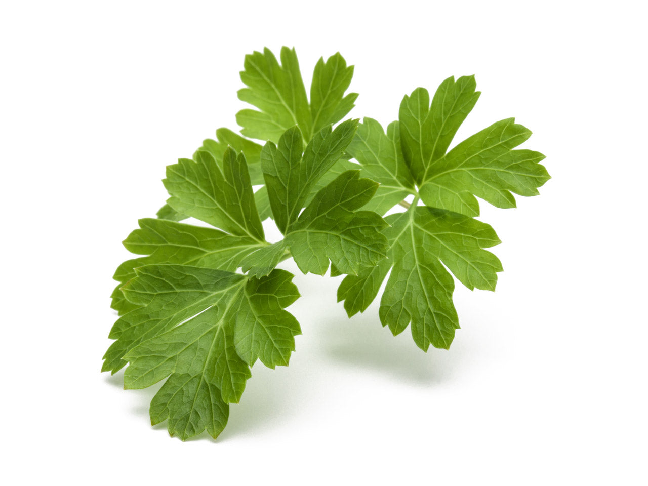 Image of Plain Parsley Plant Pods