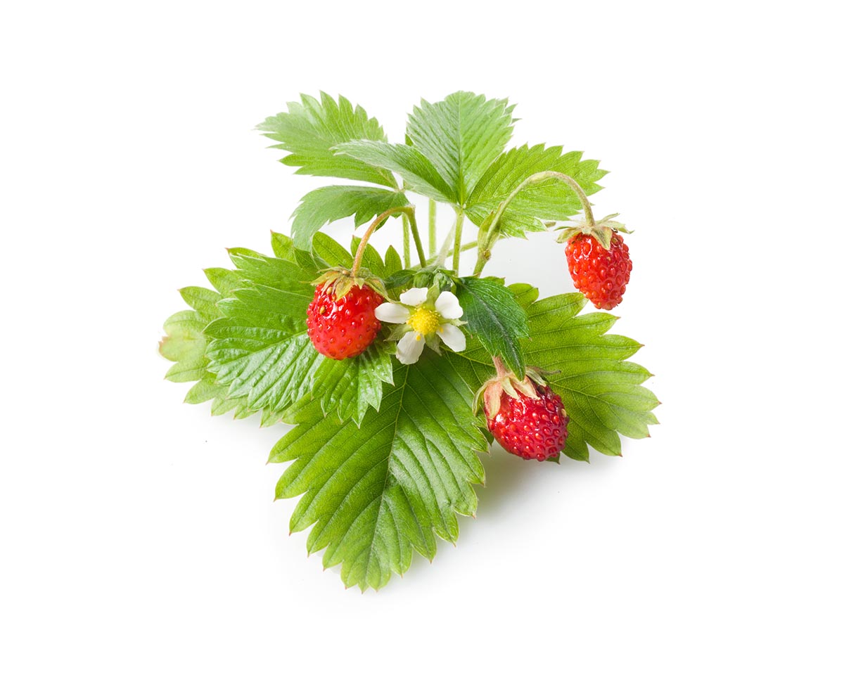 How To Grow Strawberry Plants