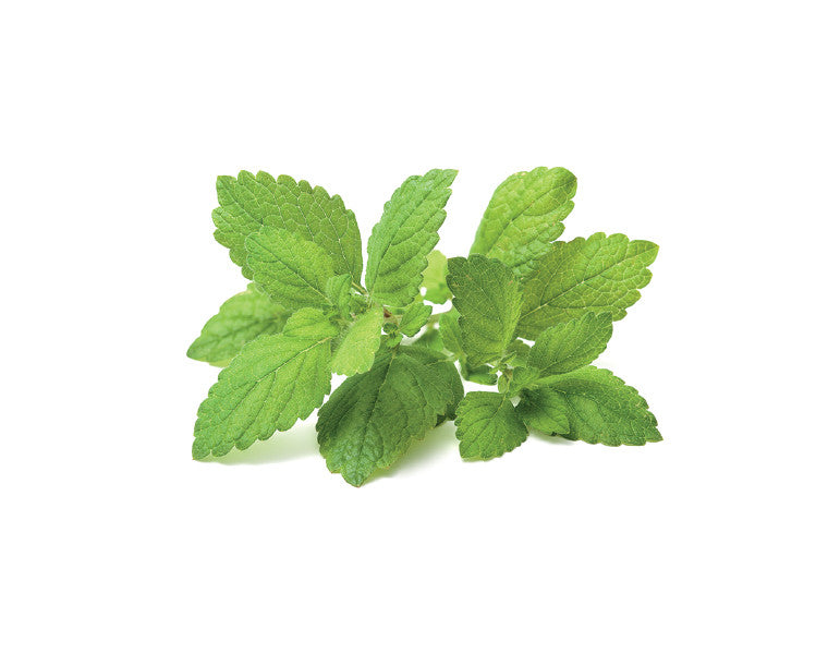 lemon balm