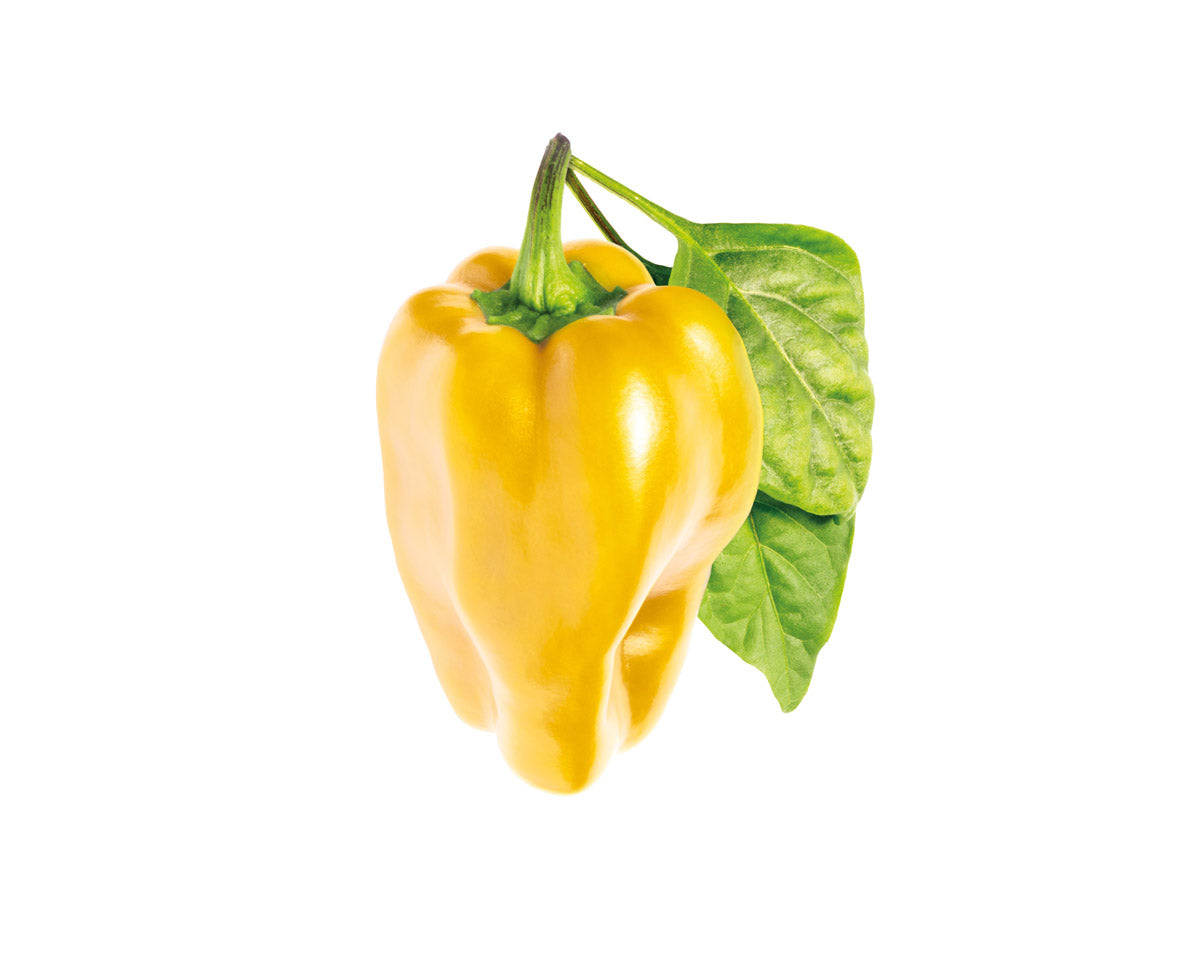 Image of Yellow Sweet Pepper Plant Pods