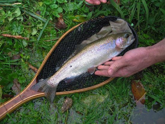 trout in a net (photo by Keith Oxby)