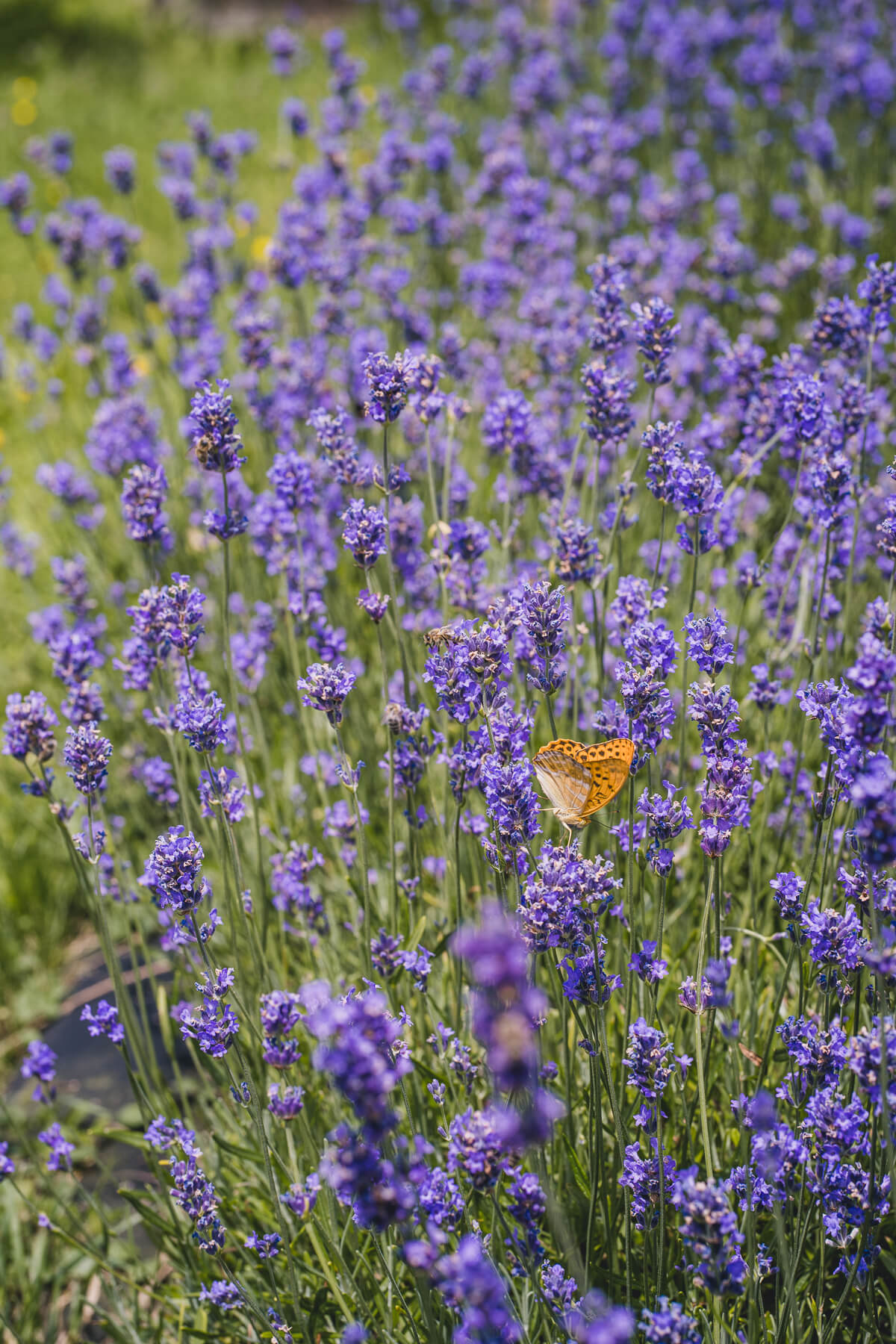 Lavendelernte „March“ Lavendel Naturkosmetik Österreich – diesellerie.com