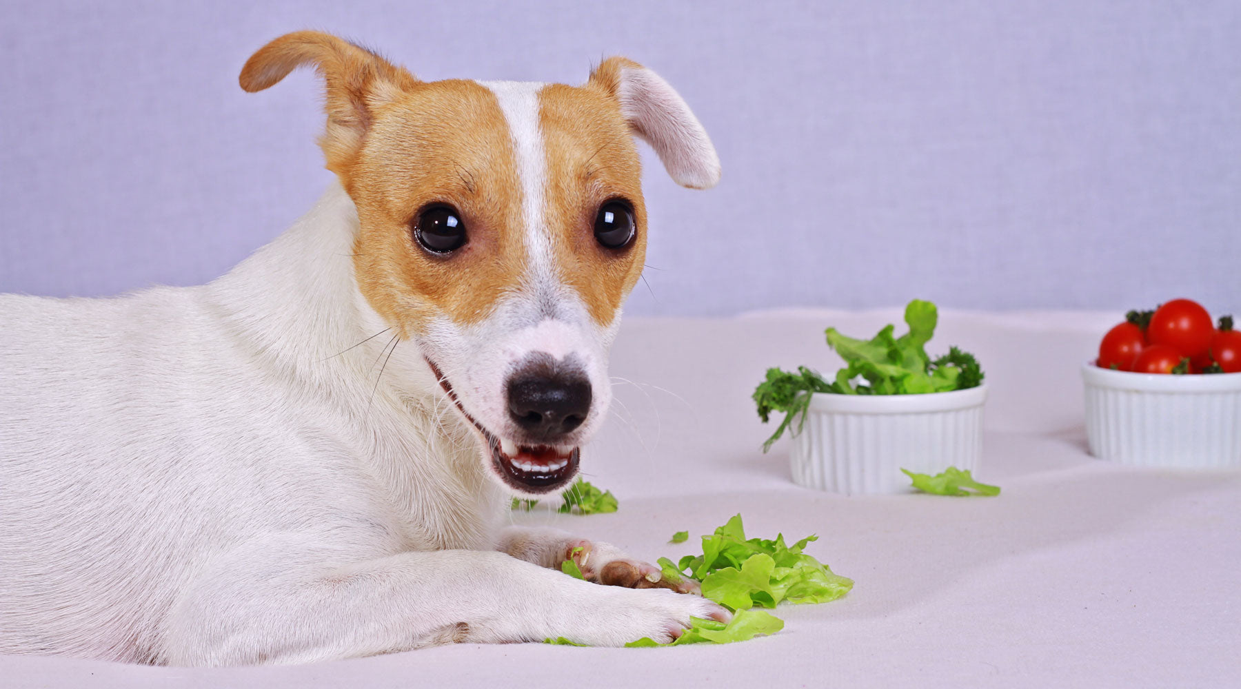 what helps a dog with a sensitive stomach