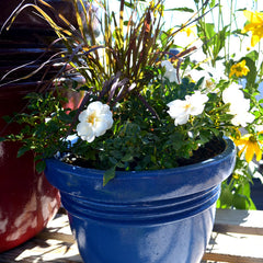 growing roses and perennials in pots