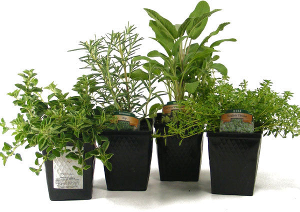 Fresh Garden Living Herb Collection