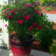 Large English rose growing in a container