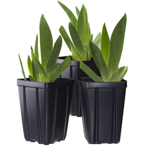 potted iris plants